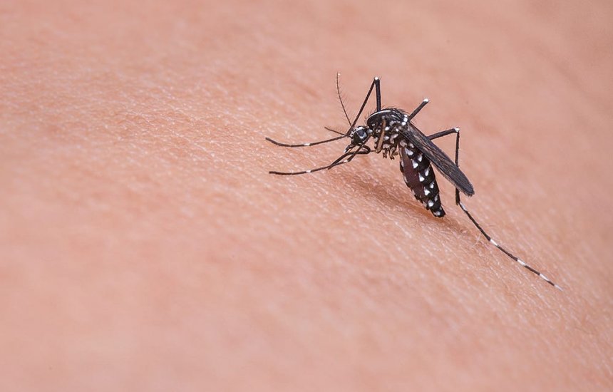 [Sesau alerta para aumento dos casos de dengue, Zika e Chikungunya em Camaçari]