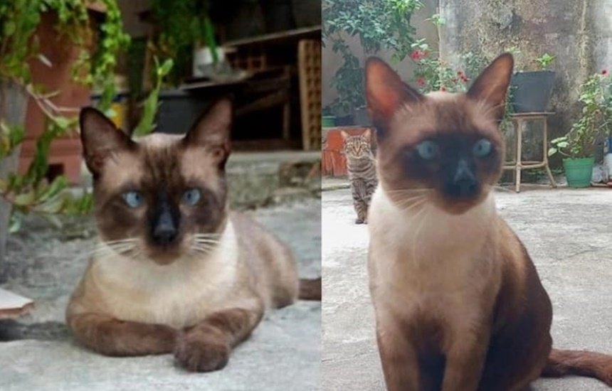 [Procura-se gato desaparecido no Novo Horizonte; animal tem problemas de saúde]